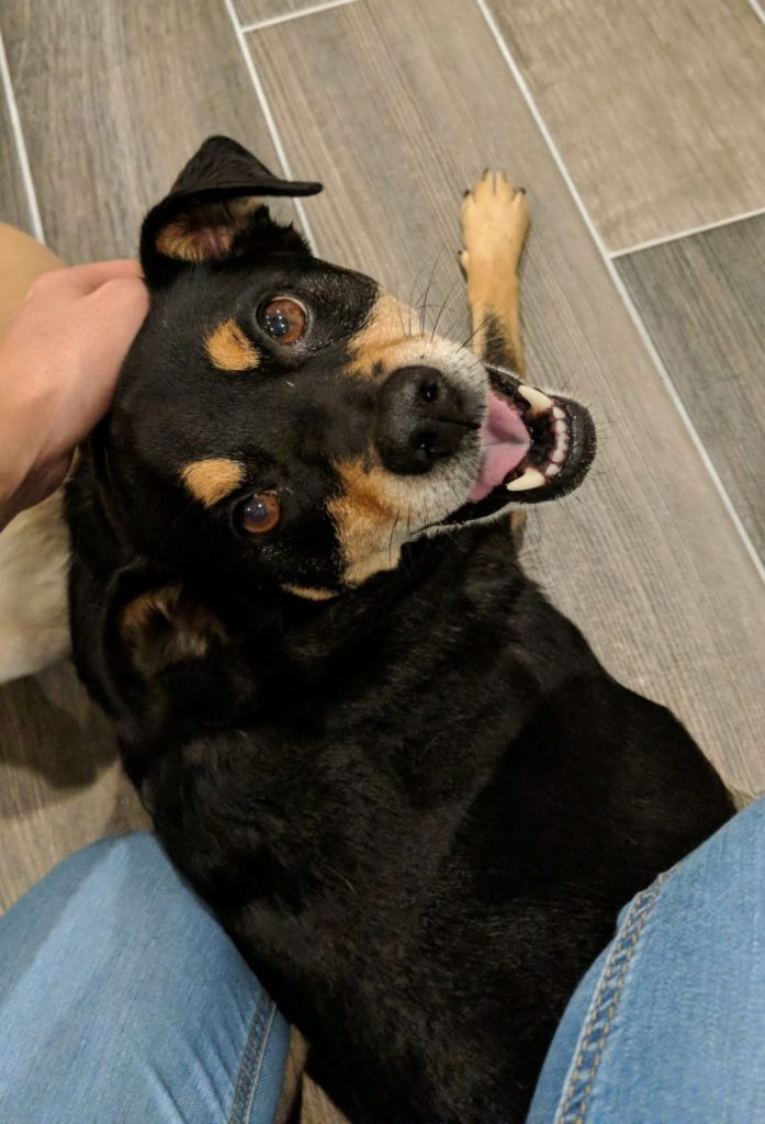 A miniature doberman pinscher laying down in a bedroom