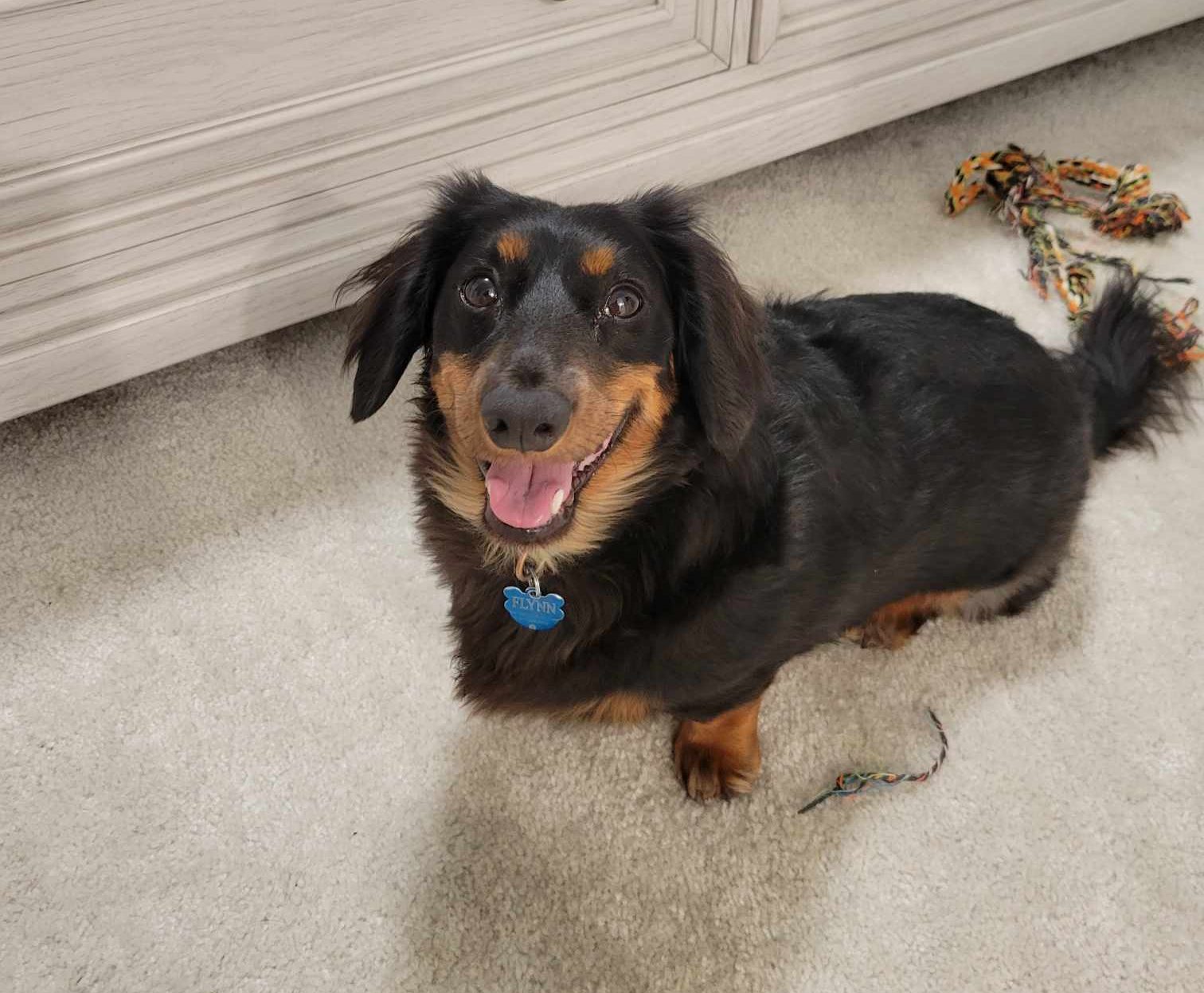 A dachshund in a living room