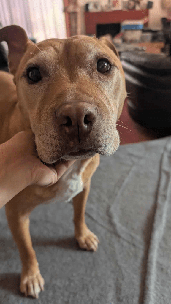 A pitbull in a living room