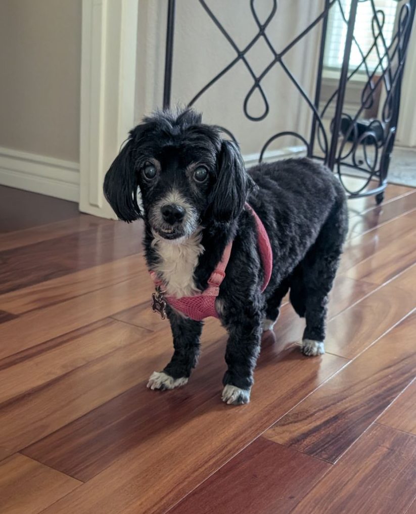 A elder poodle mix dog in a living room