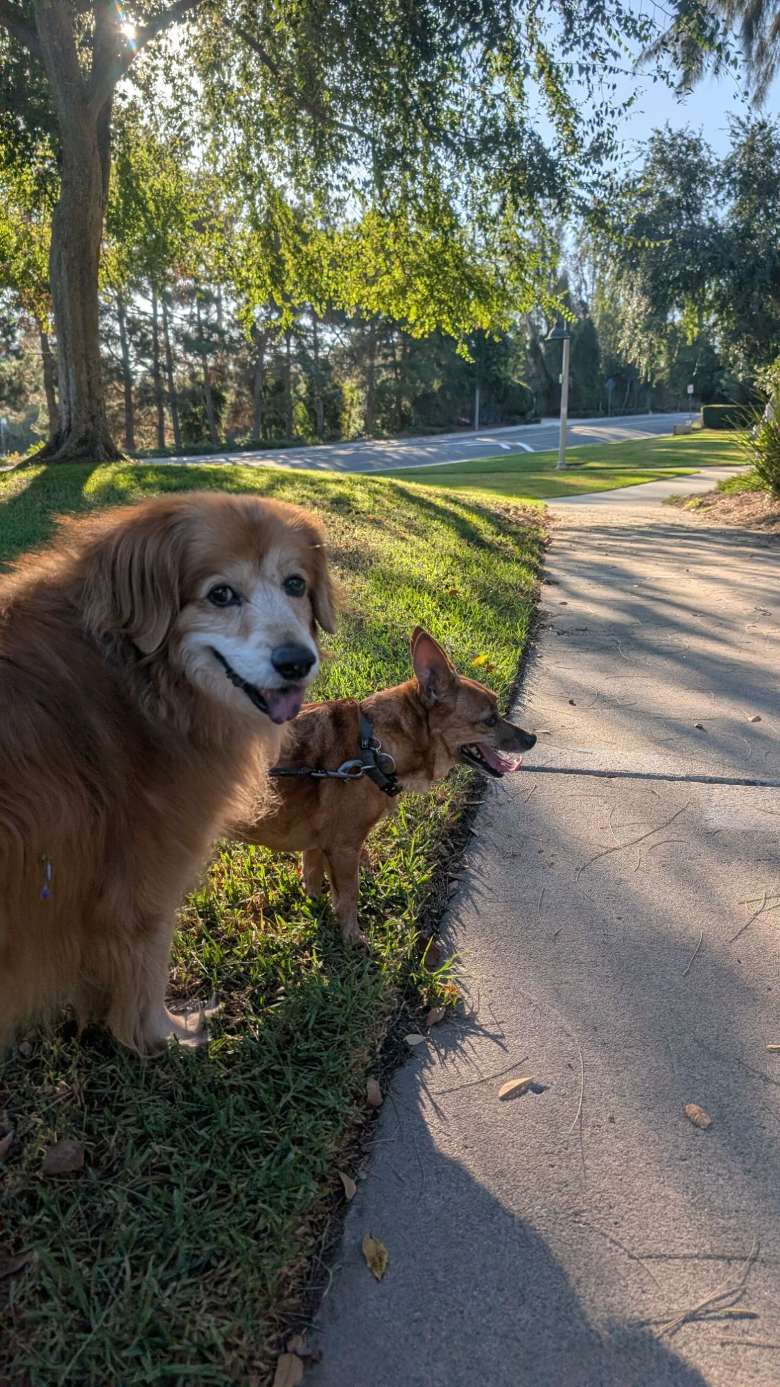A golden mix with a chihuahua on a walk at a park